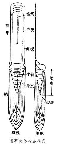 箭石殼體構造模式 箭石殼體構造模式