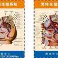 人體生殖系統