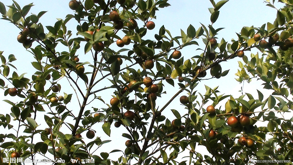 油茶 油茶