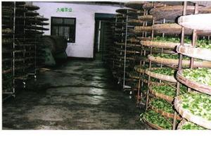 文君綠茶 文君綠茶