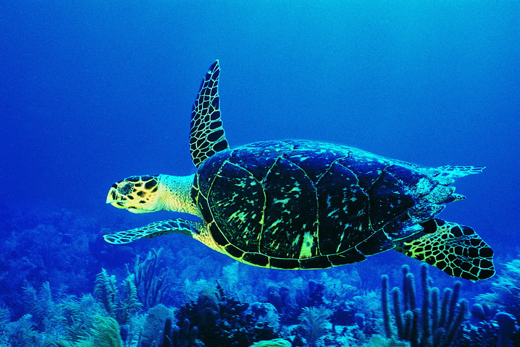海洋生物(生物學術語) 海洋生物(生物學術語)