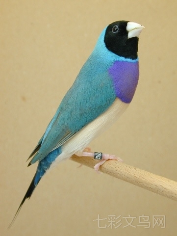 七彩文鳥(高彩 黑頭紫胸藍背) 七彩文鳥(高彩 黑頭紫胸藍背)