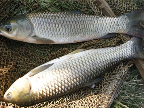 草魚 草魚