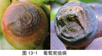 葡萄(葡萄屬植物) 葡萄(葡萄屬植物)