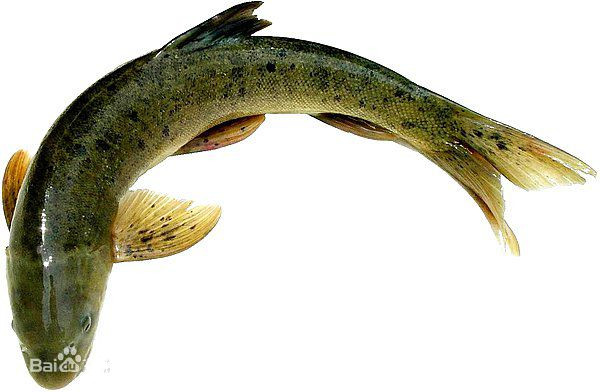 雅魚 雅魚