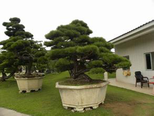 黑松 黑松