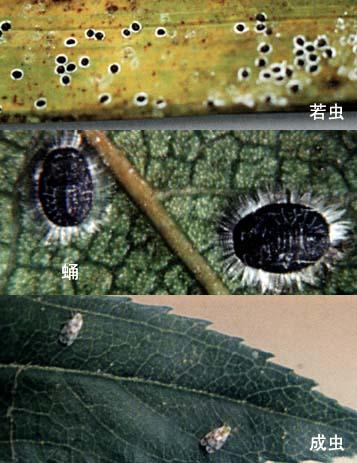 黑刺粉虱(圖1) 黑刺粉虱(圖1)