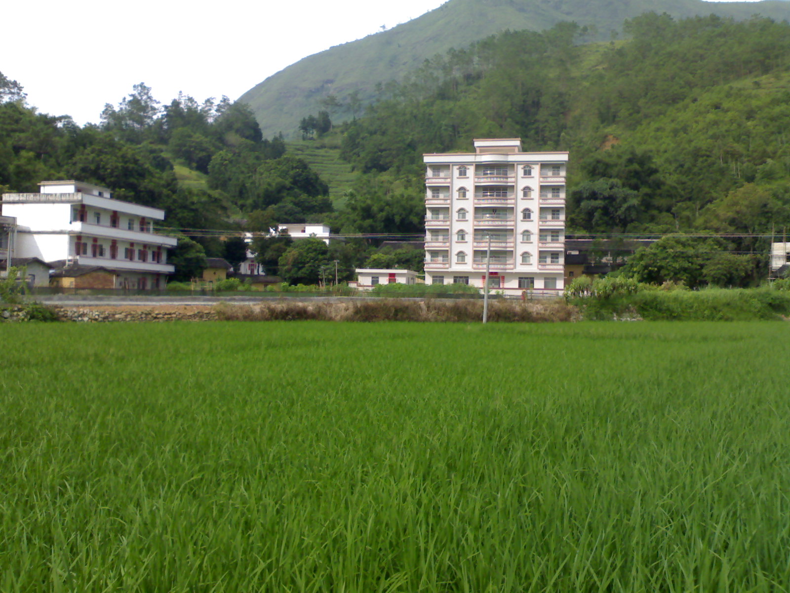 貴子鎮田園風光