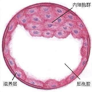 受精卵 受精卵