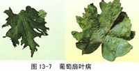 葡萄(葡萄屬植物) 葡萄(葡萄屬植物)