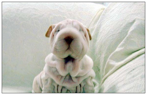 沙皮犬 沙皮犬