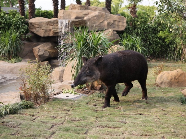 上海野生動物園 上海野生動物園