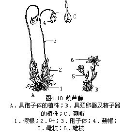葫蘆蘚屬 葫蘆蘚屬