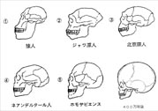 人類文明 人類文明