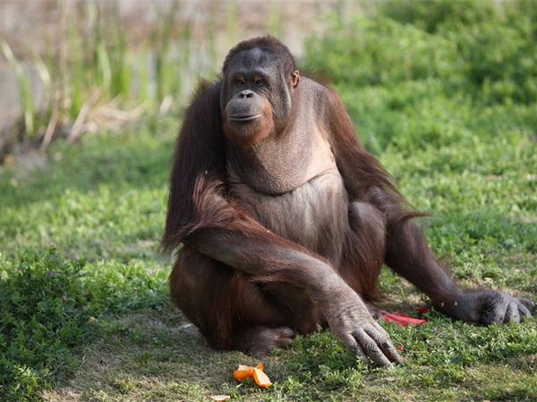 上海野生動物園 上海野生動物園