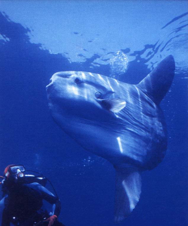 翻車魚 翻車魚