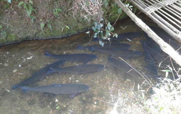 小魚塘養殖的氹仔魚 小魚塘養殖的氹仔魚