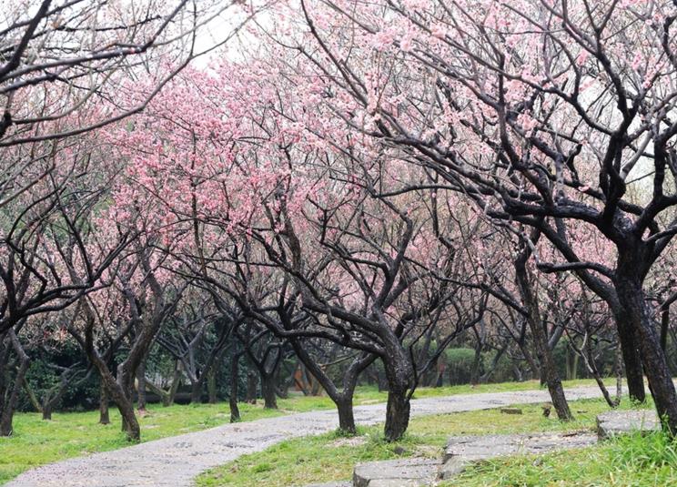 西林梅園 西林梅園