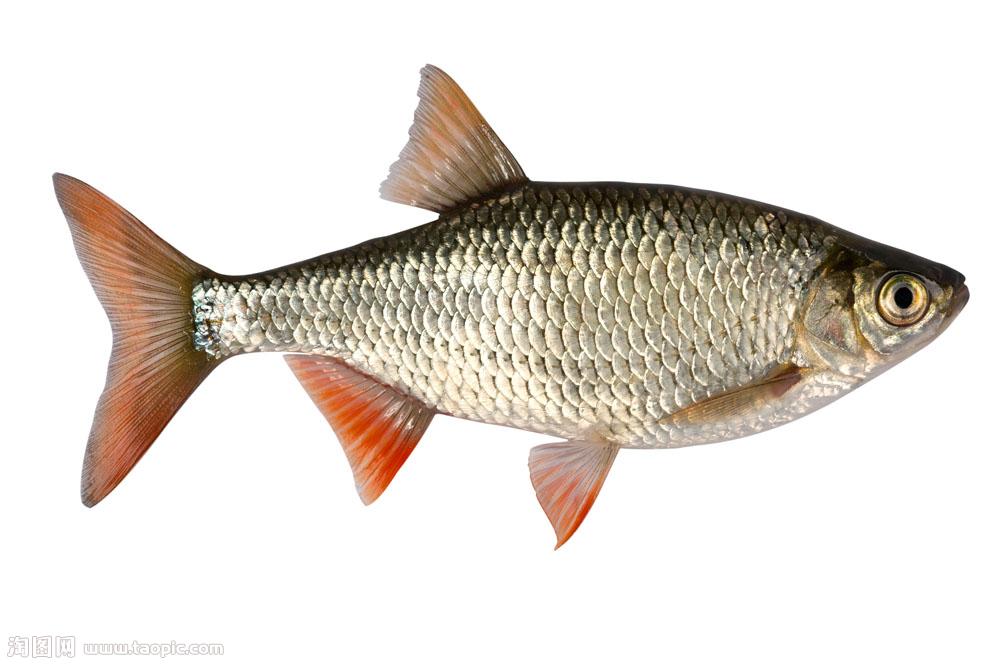 淡水魚 淡水魚