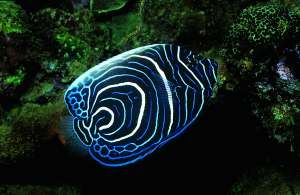 觀賞魚 觀賞魚
