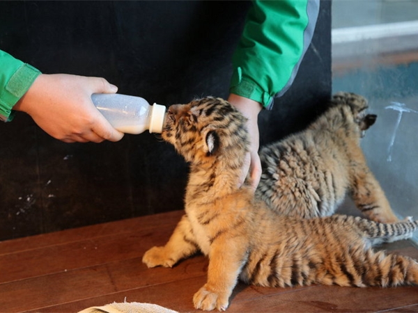 上海野生動物園 上海野生動物園