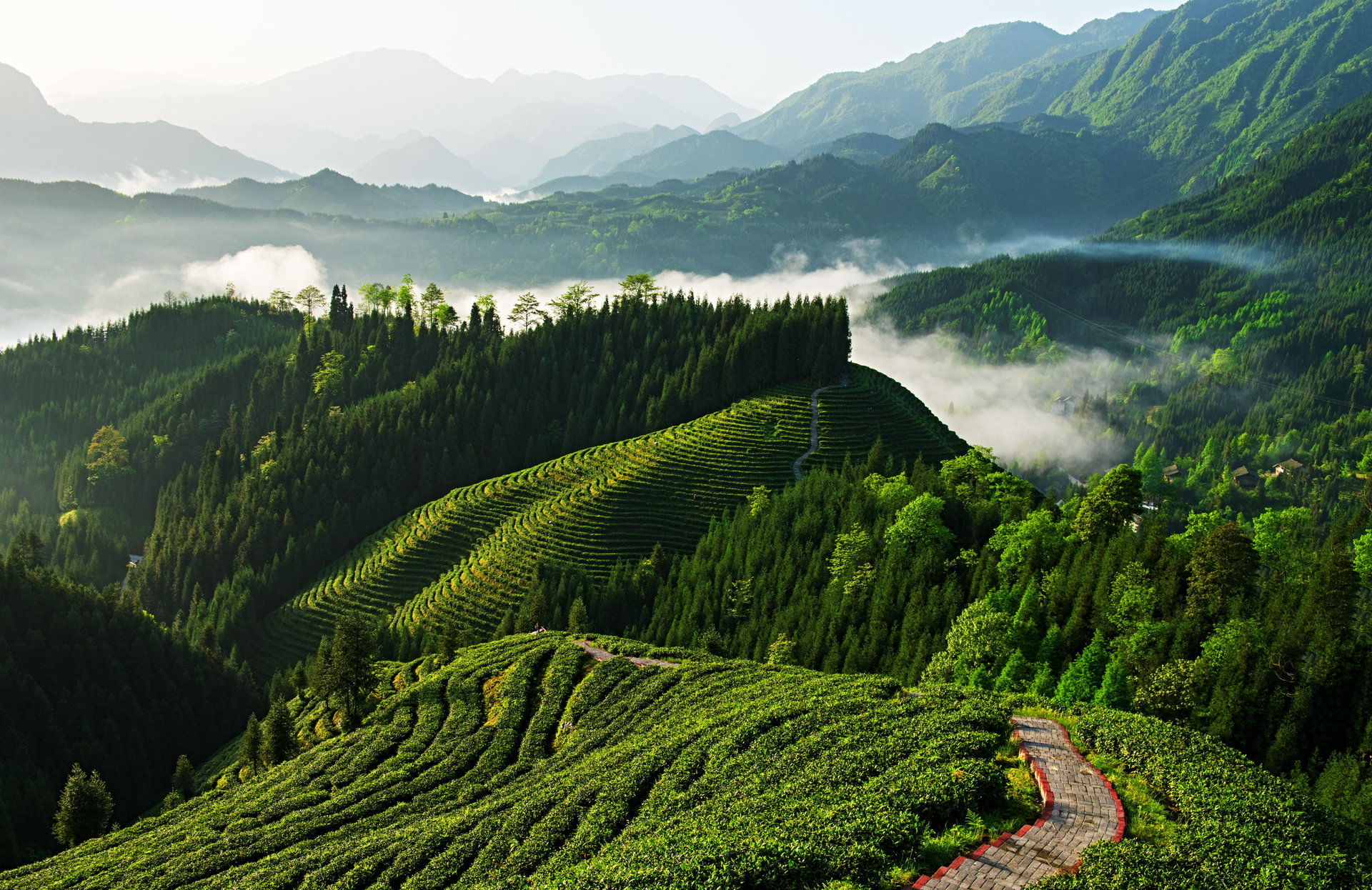 洪雅有機茶基地（何澤瓊 攝）