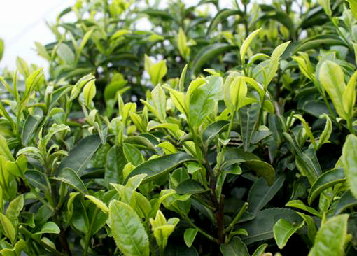 白毛茶