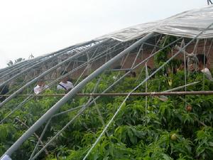 園藝學 園藝學