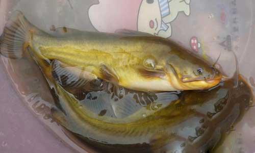 瓦氏黃顙魚 瓦氏黃顙魚