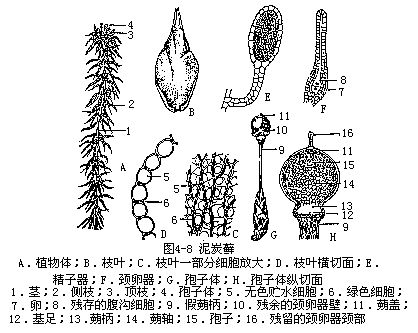 泥炭蘚 泥炭蘚