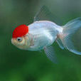 魚(魚類)