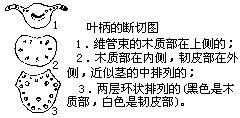 葉柄 葉柄
