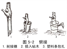 劈接 劈接