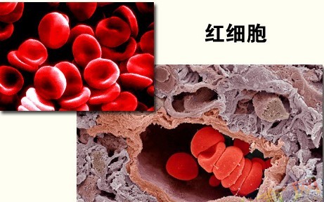 成熟紅細胞無核無細胞器 成熟紅細胞無核無細胞器