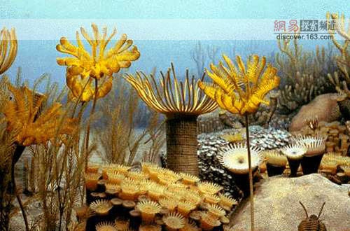 泥盆紀植物種群 泥盆紀植物種群