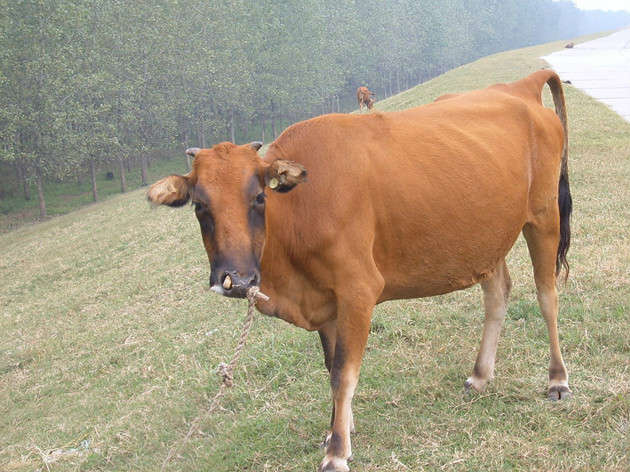 黃牛(動物) 黃牛(動物)