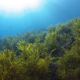 海藻(植物物種)