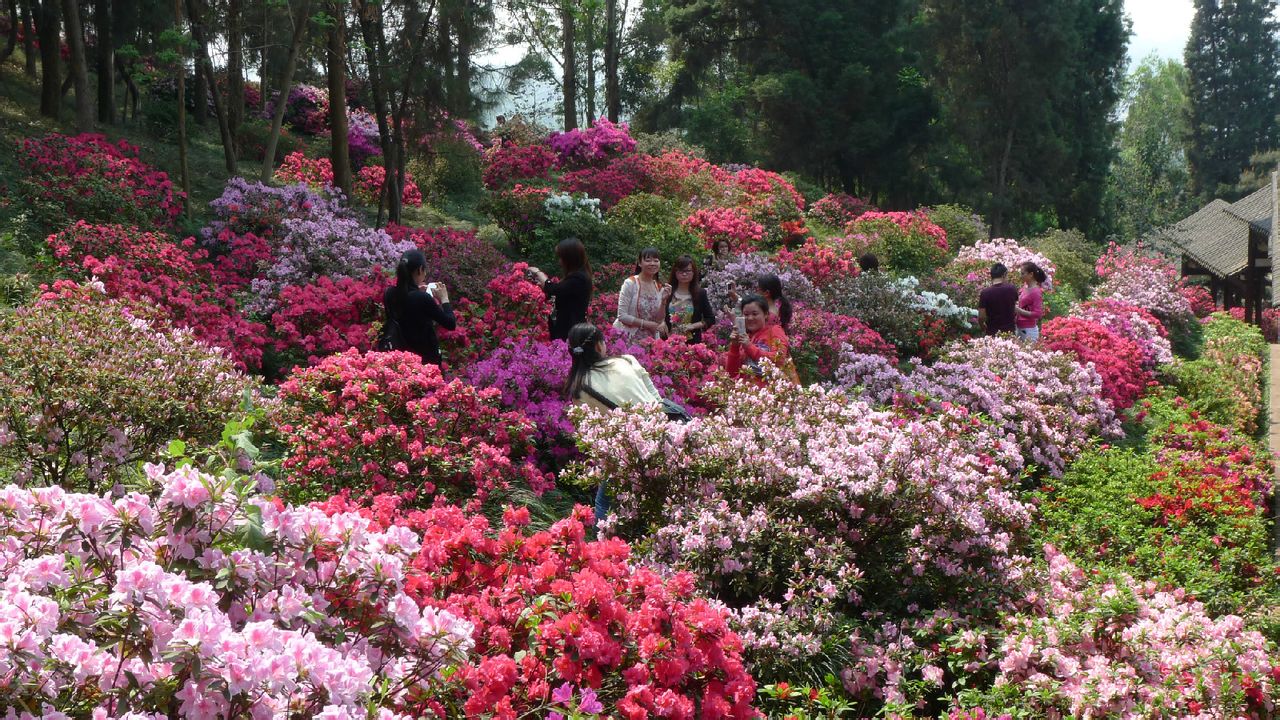 杜鵑花海 杜鵑花海
