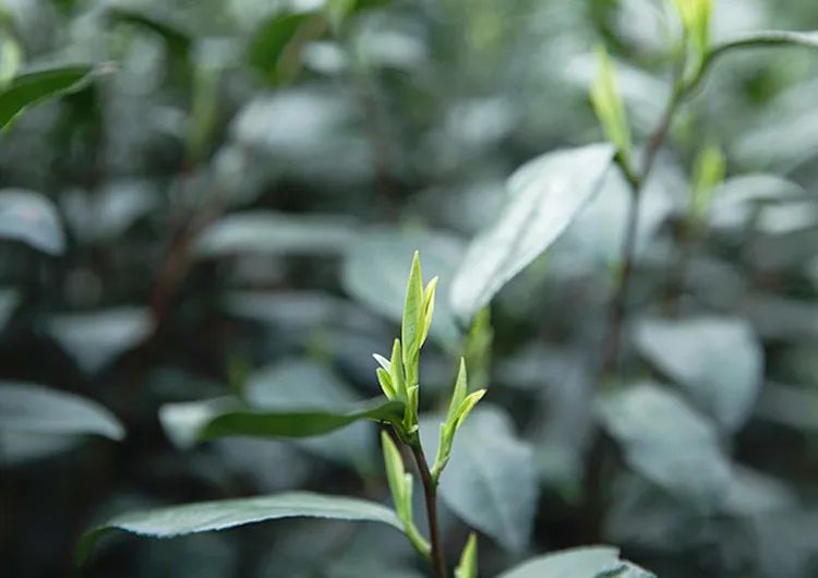 茶不會說話，卻足以治癒所有