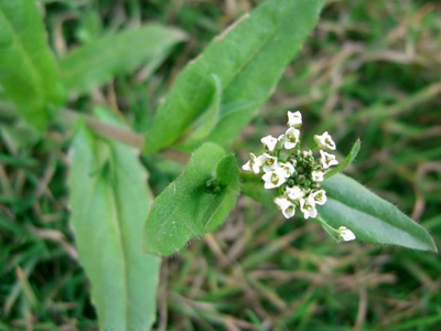 薺菜(白花菜目十字花科植物) 薺菜(白花菜目十字花科植物)