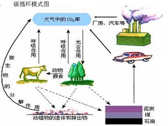 碳循環