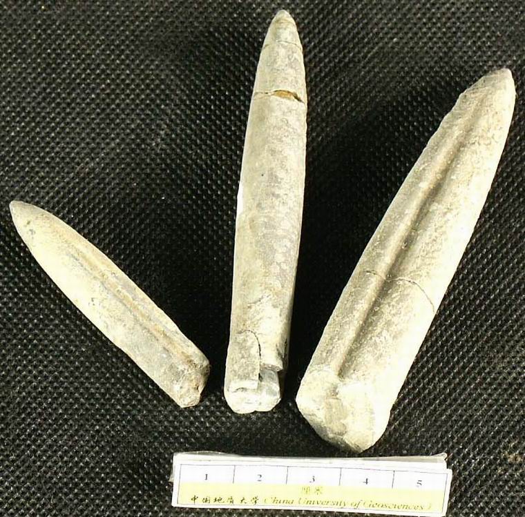 箭石 箭石