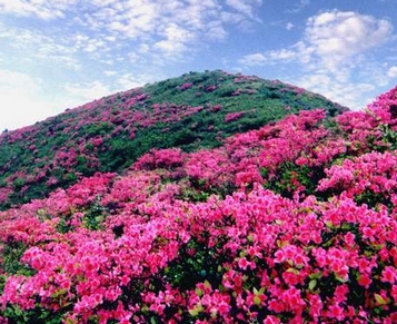 井岡山杜鵑花 井岡山杜鵑花