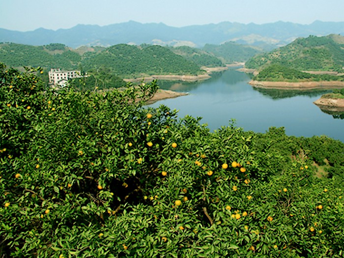 鄰水臍橙種植基地 鄰水臍橙種植基地