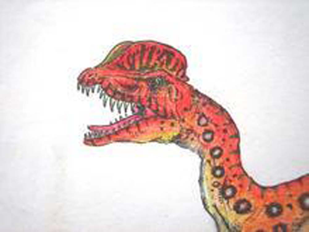 =pareiasauria =pareiasauria