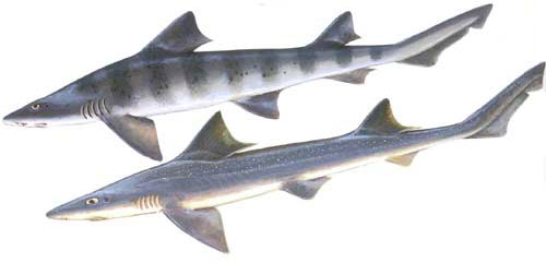 軟骨硬鱗魚類淡水魚 軟骨硬鱗魚類淡水魚