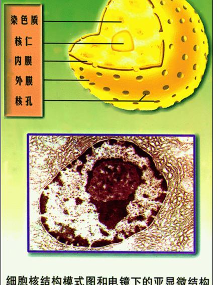 顯示各部分結構 顯示各部分結構