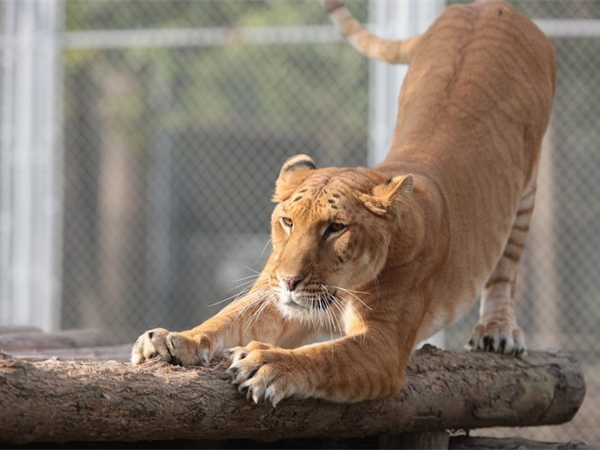 上海野生動物園 上海野生動物園