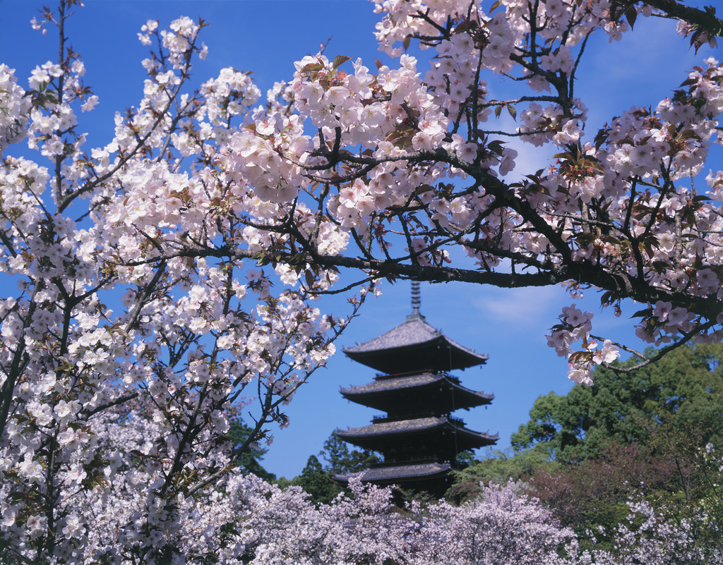日本櫻花 日本櫻花