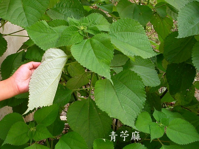 苧麻 苧麻